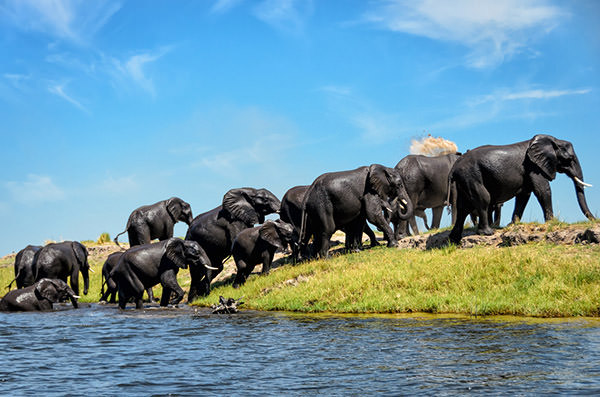 Elephants on a riverbank after they swam through the river