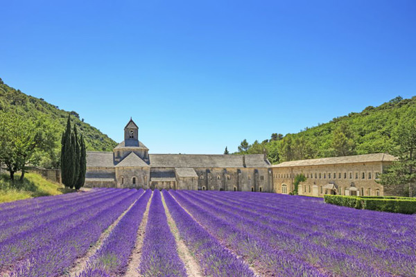 Abbey of Senanque blooming lavender flowers. Gordes, Luberon, Provence, France.