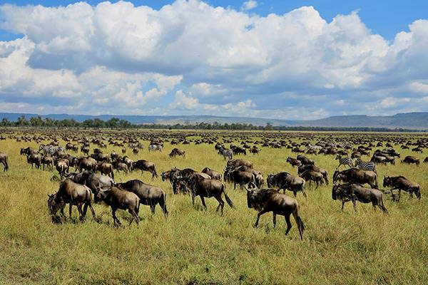 Great migration in Masai Mara, Kenya, Tanzania, Africa, a lot of wild animals in the nature habitat, big moments, wildebeest and zebras